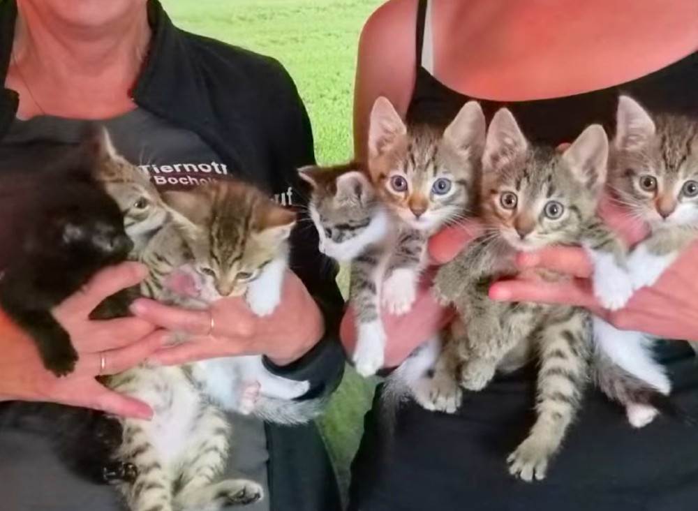 Dramatischer Aufschrei versus behördliche Fakten: Was geschah wirklich im Bocholter Katzenfall? Dramatischer Aufschrei versus behördliche Fakten: Was geschah wirklich im Bocholter Katzenfall?