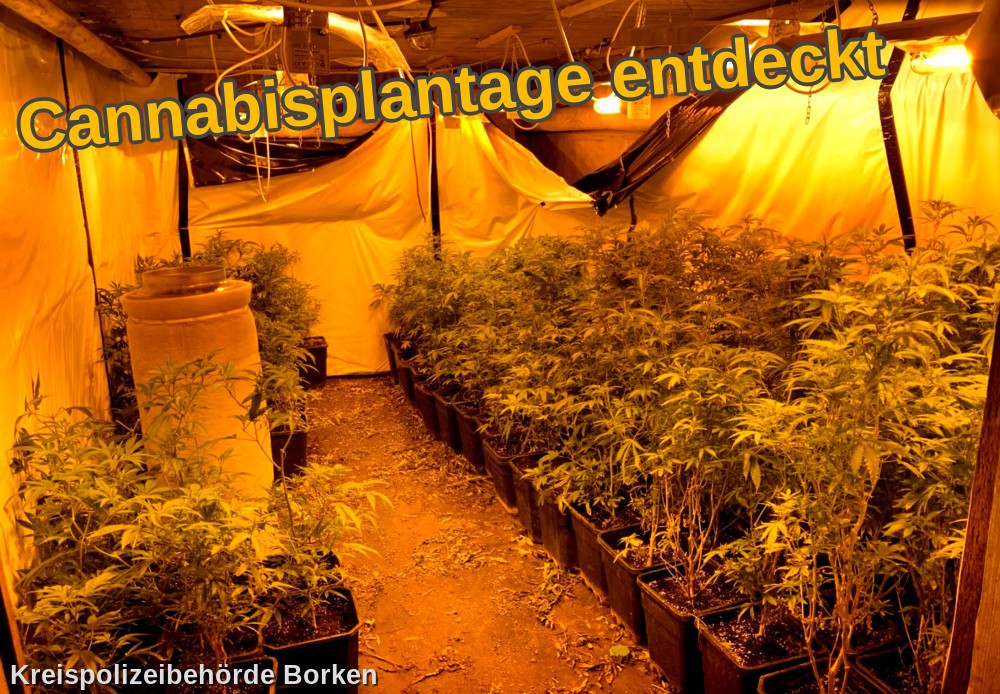 Großrazzia in Ahaus: Polizei hebt riesige Cannabis-Plantage aus